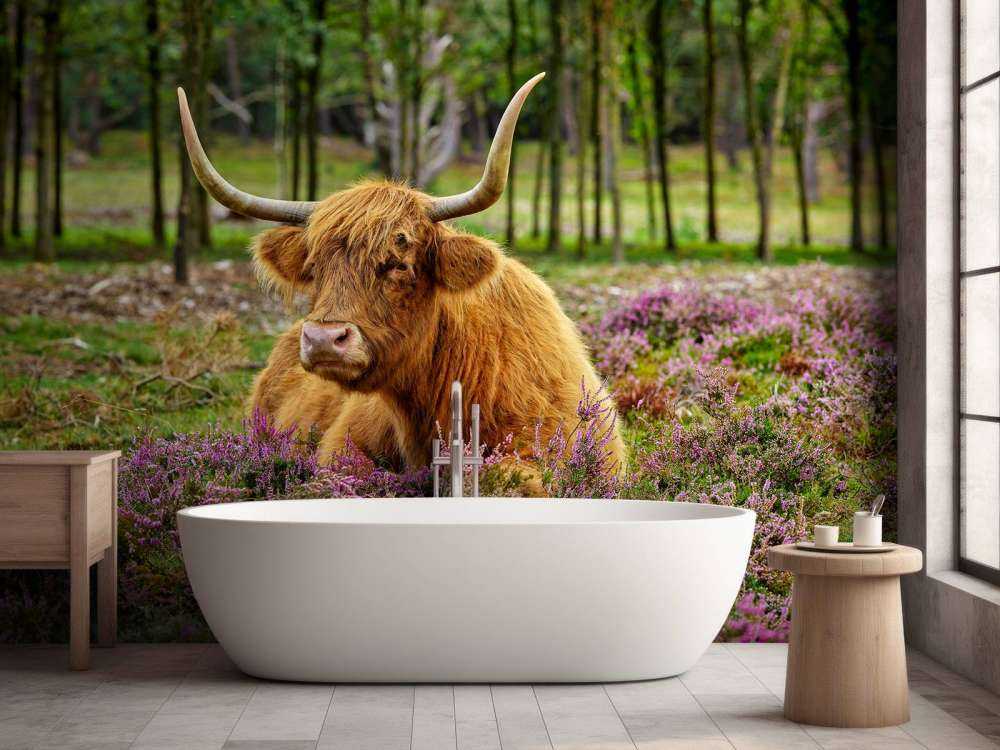 Vaca escocesa entre brezos morados