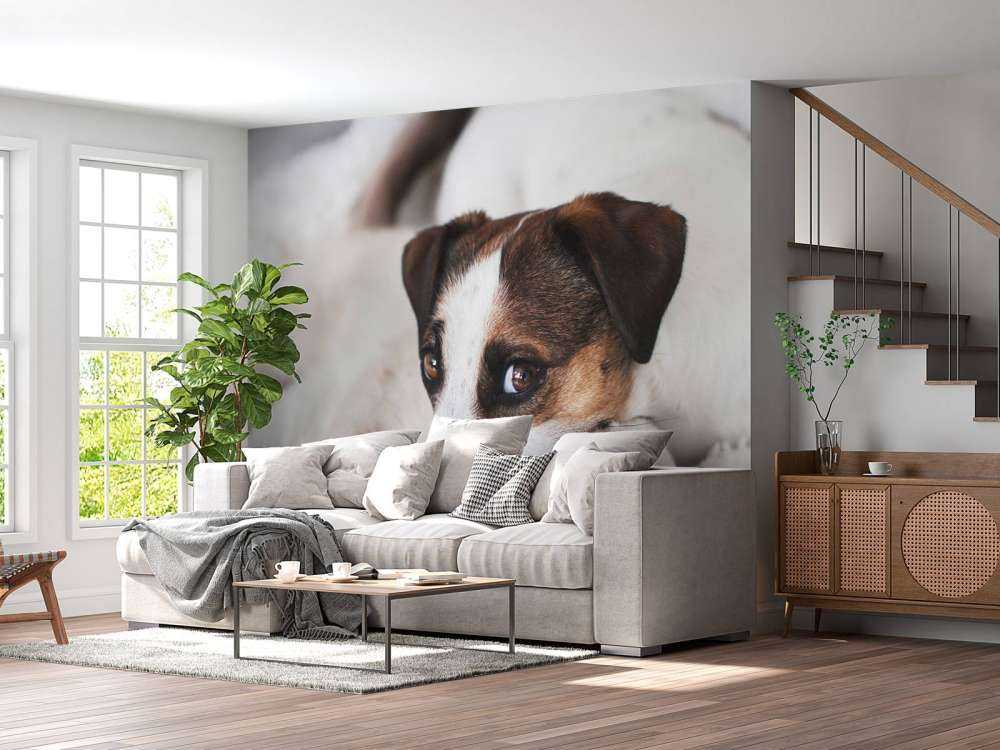 Perro y gato