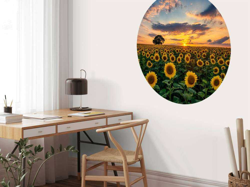 Campo lleno de girasoles