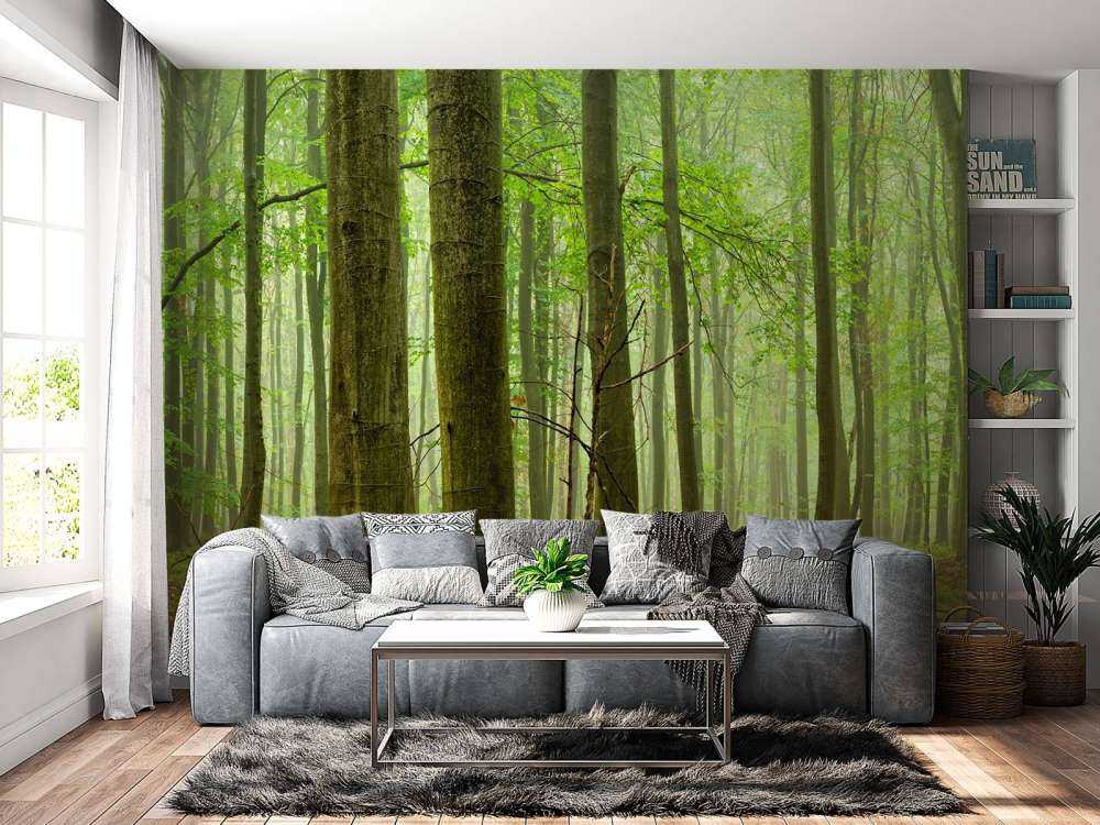 Bosque de hayas