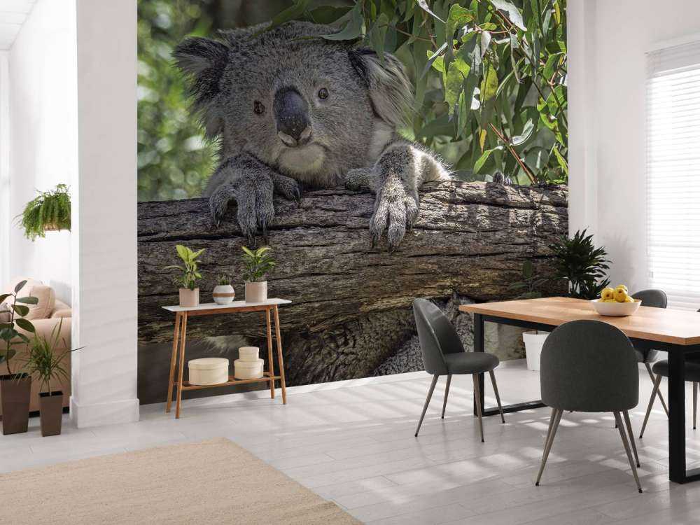 Lindo koala