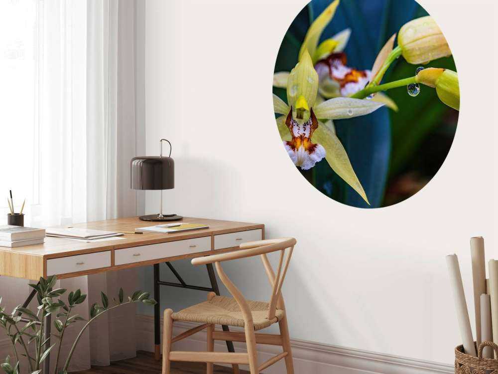 Orquídea amarilla salvaje
