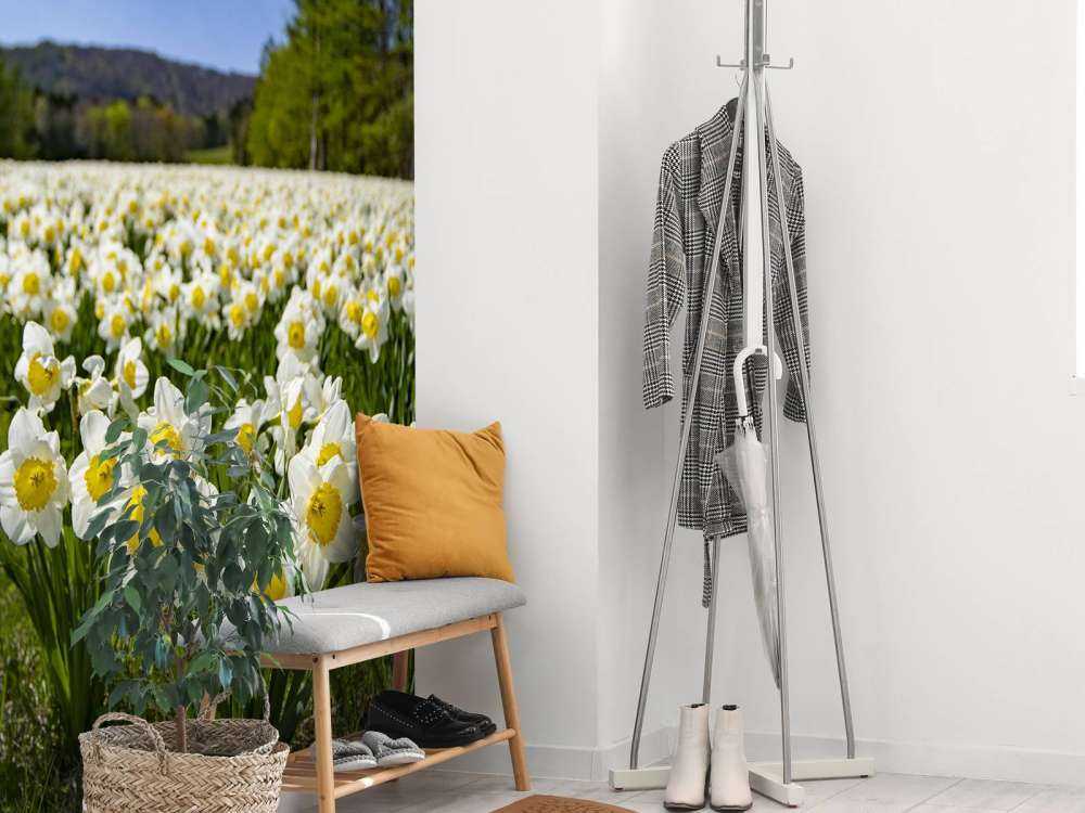 Narcisos blancos