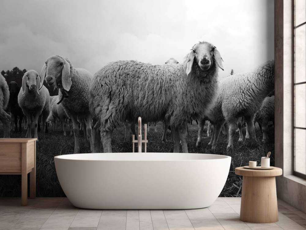 Rebaño de ovejas en blanco y negro