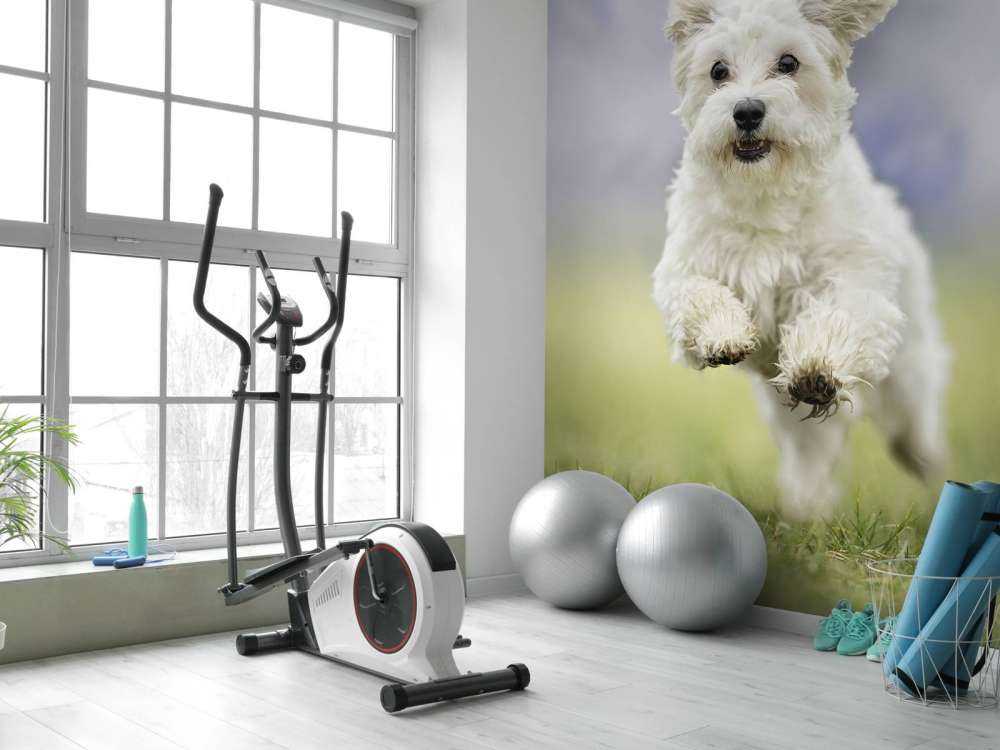 Perro corredor