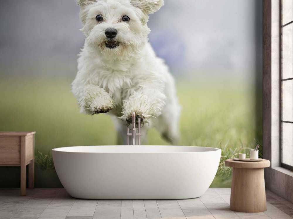 Perro corredor