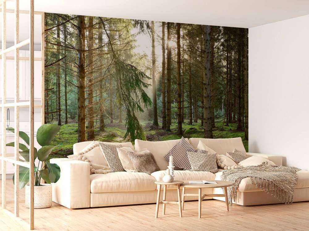 Bosque de coníferas al sol de la mañana