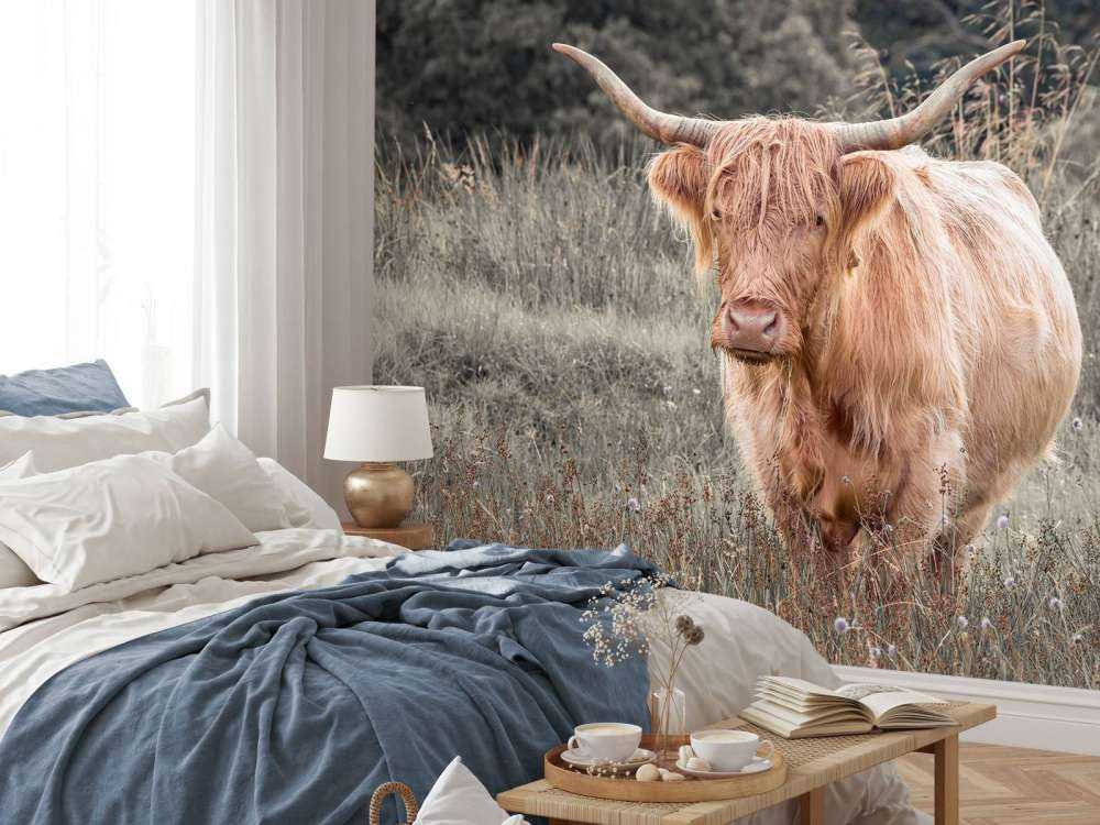 Vaca escocesa en un campo