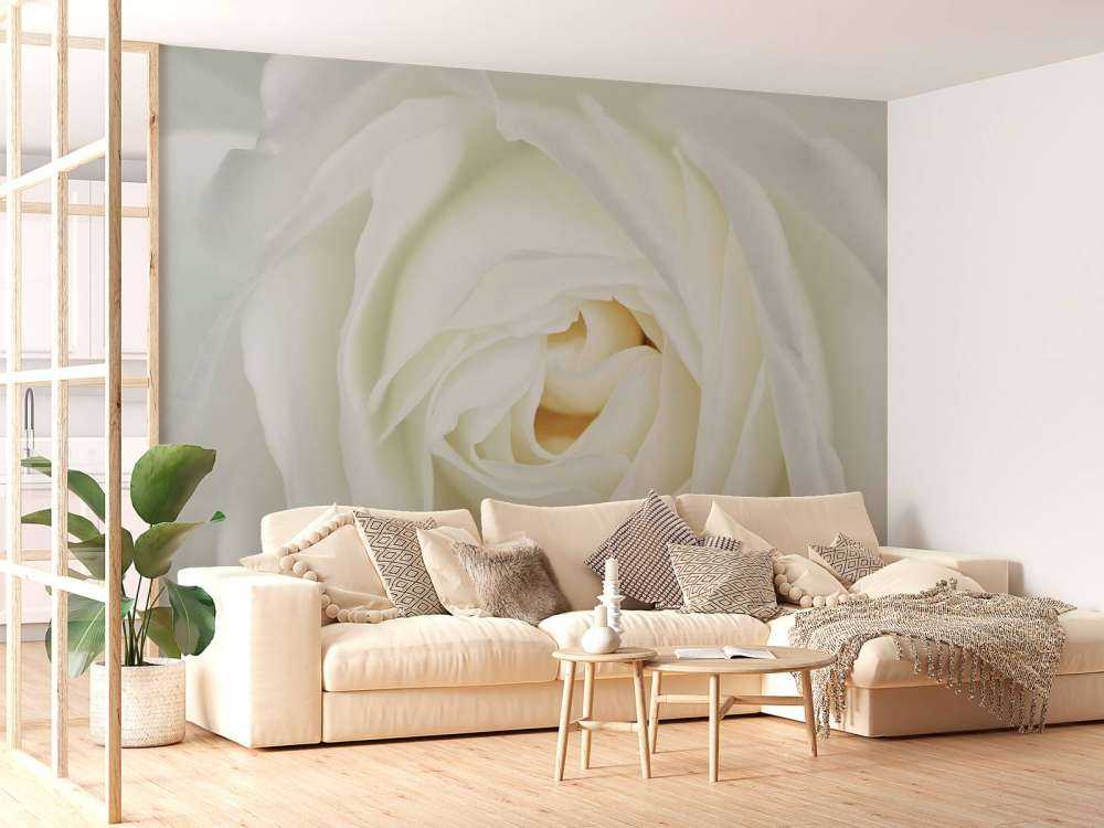 Rosa blanca