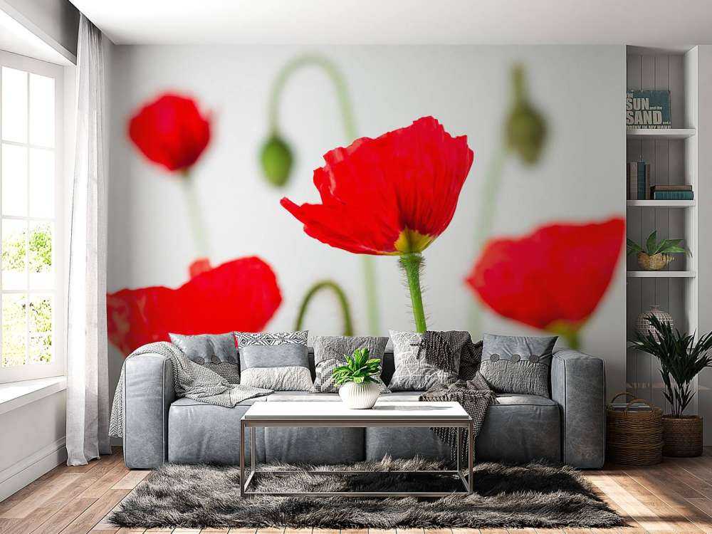 Primer plano de amapolas rojas