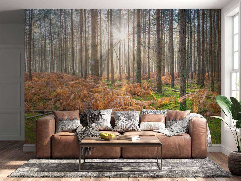 Bosque durante el amanecer