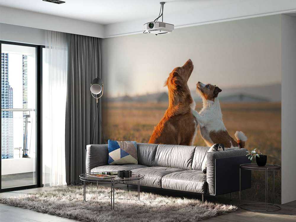 Perros mirando hacia arriba