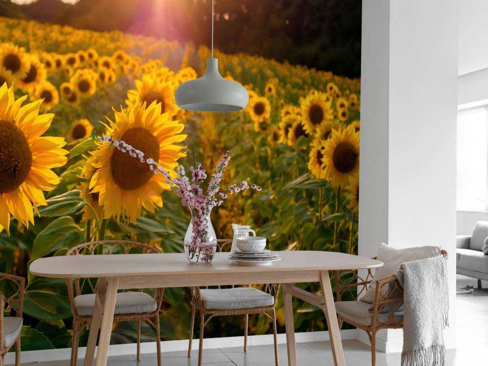 Granja de girasoles
