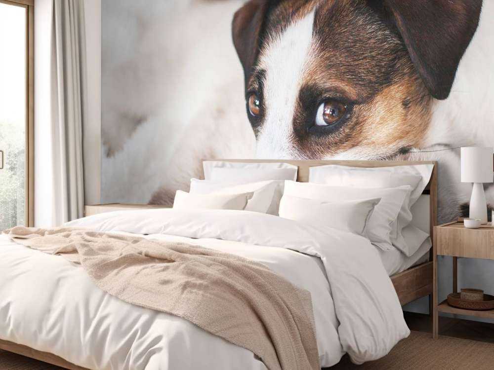 Perro y gato