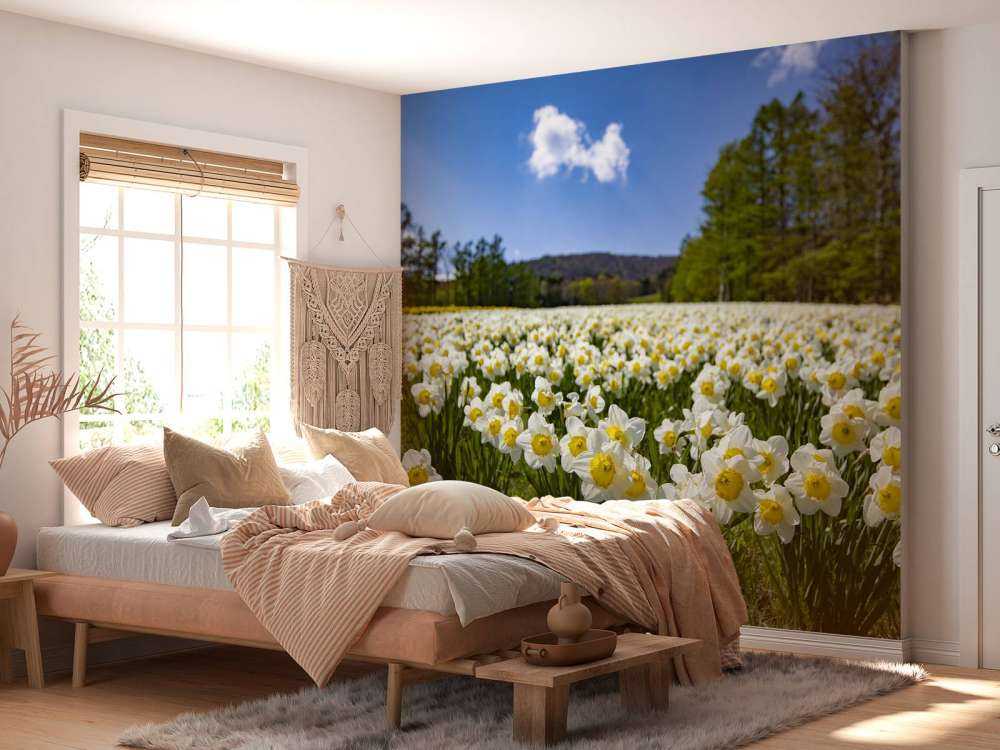 Narcisos blancos
