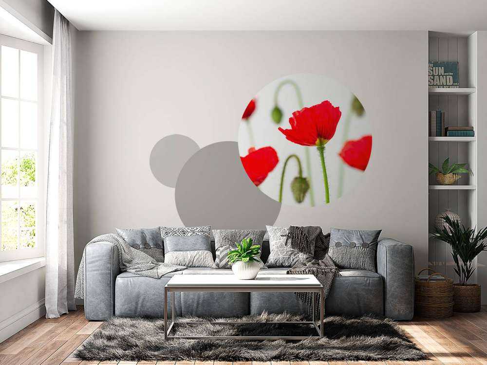 Primer plano de amapolas rojas