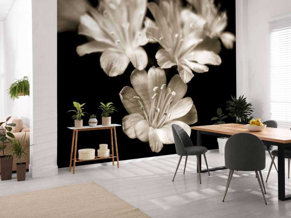 Primer plano de la flor de Lewisia