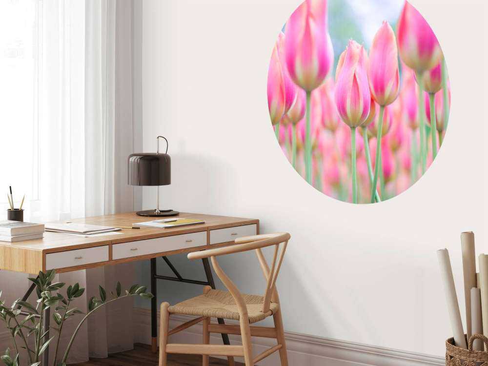 Primer plano de tulipanes rosas