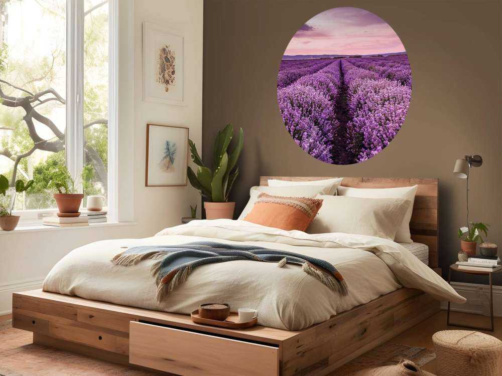 Arbustos de lavanda