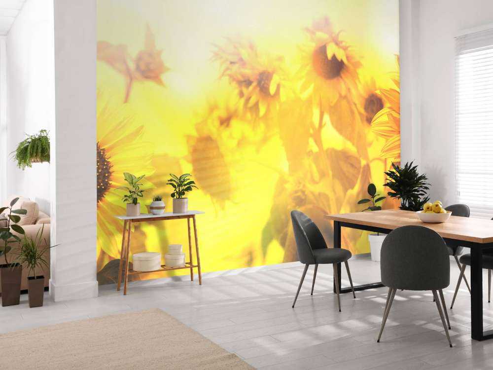 Panorama de los girasoles