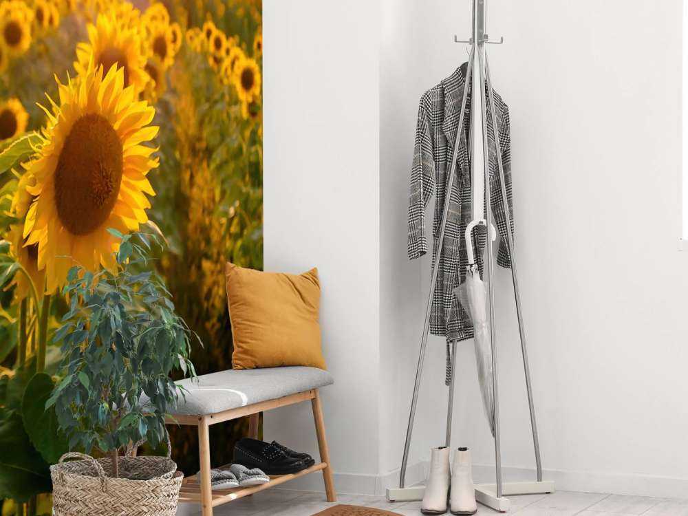 Granja de girasoles