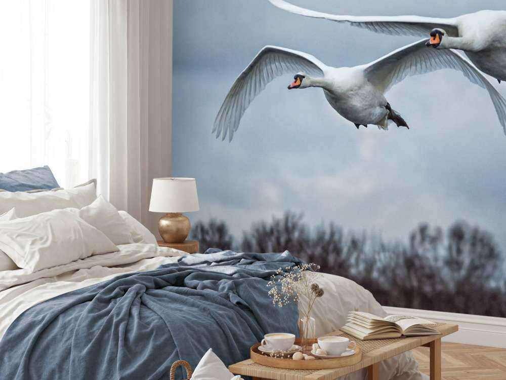 Cisnes volando