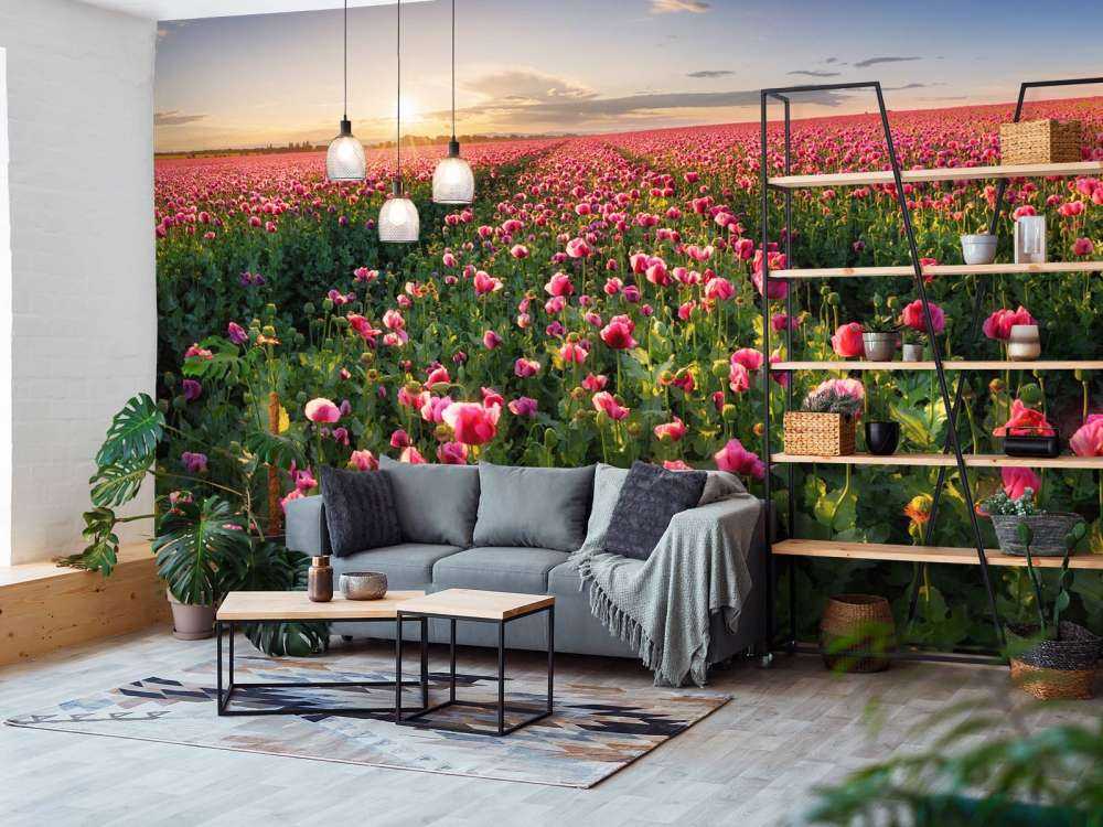 Campo de amapolas rosas