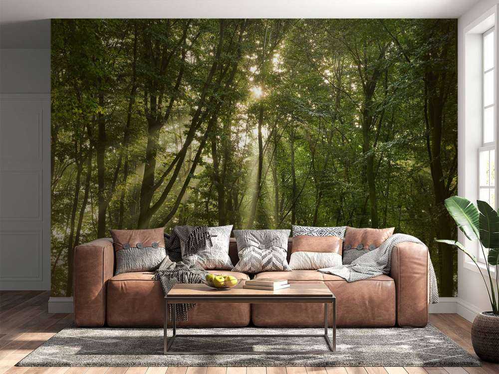 Rayos de sol en el bosque