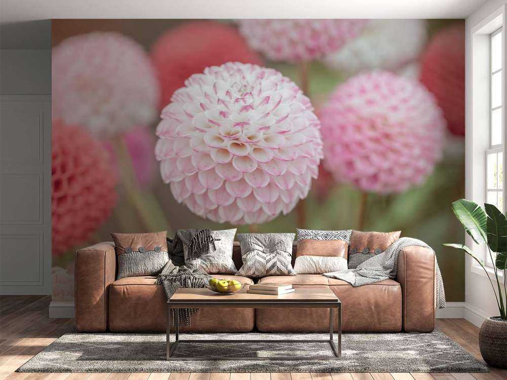 Flores de dalia rosa
