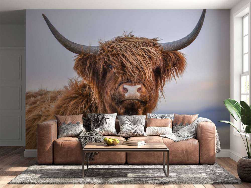 Mirando a la vaca escocesa