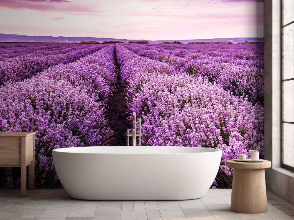 Arbustos de lavanda