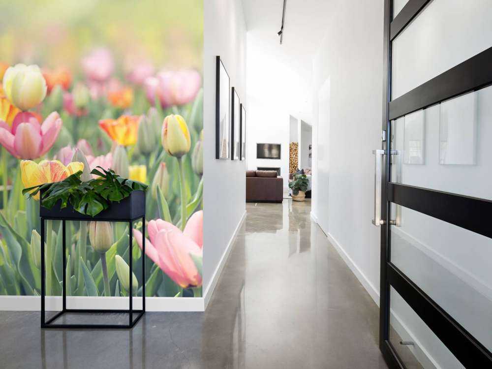 Tulipanes de colores