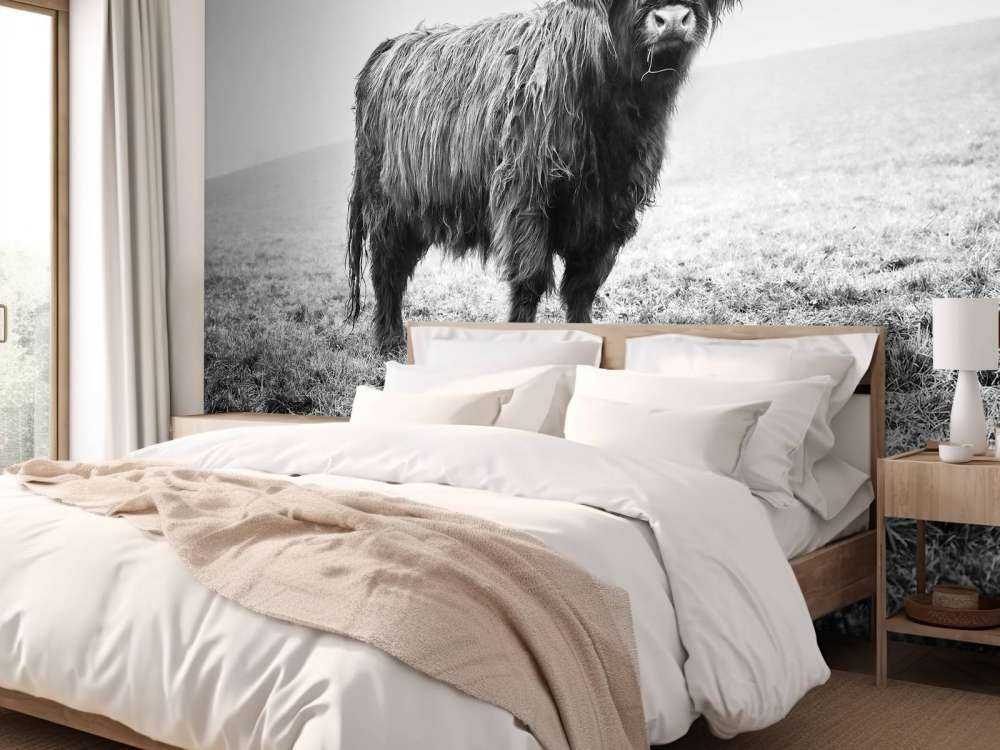 Vaca escocesa en la hierba