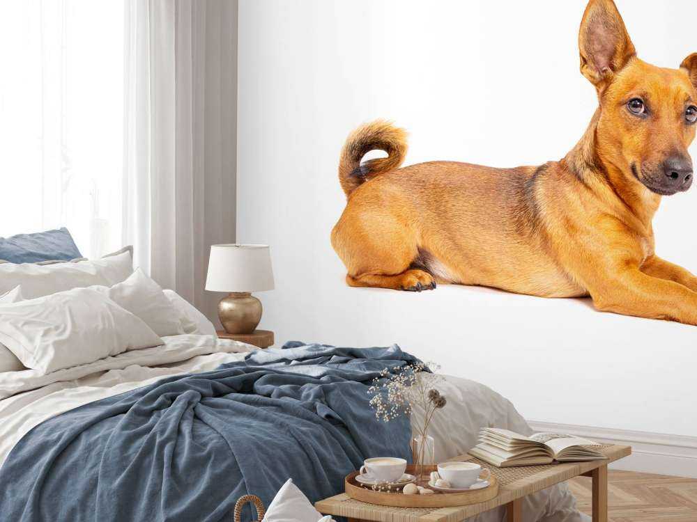 Lindo perro