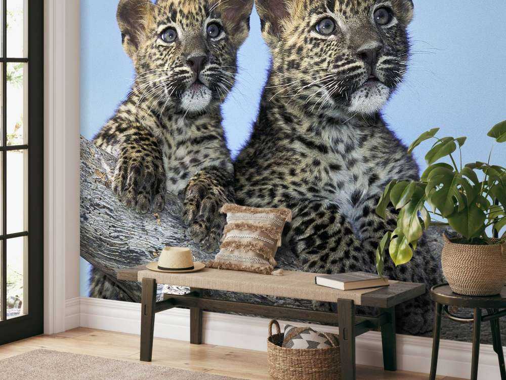 Pequeños leopardos