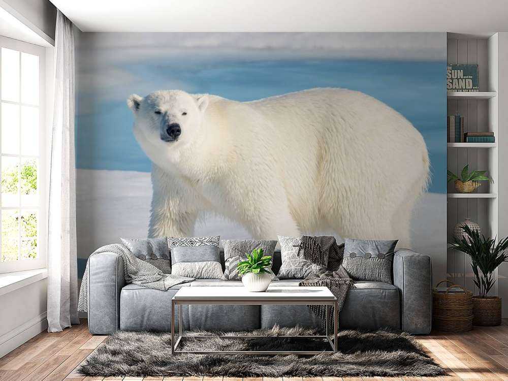 Oso polar