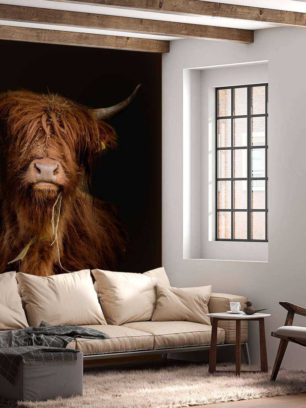 Retrato de una vaca escocesa