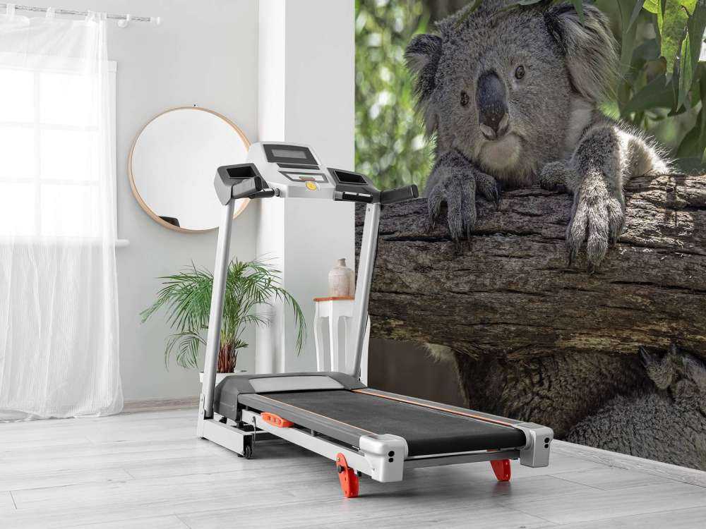 Lindo koala