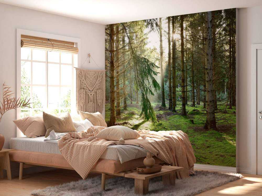 Bosque de coníferas al sol de la mañana