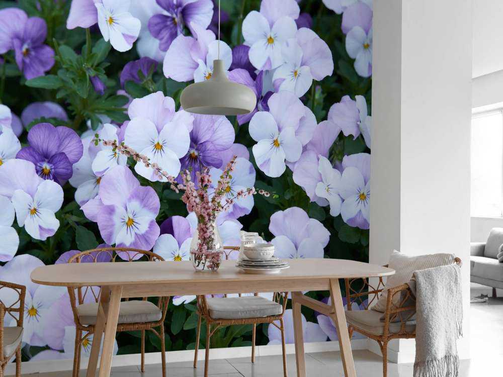 Violas blancas y moradas