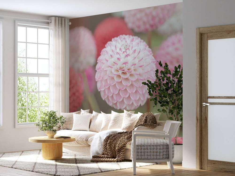Flores de dalia rosa