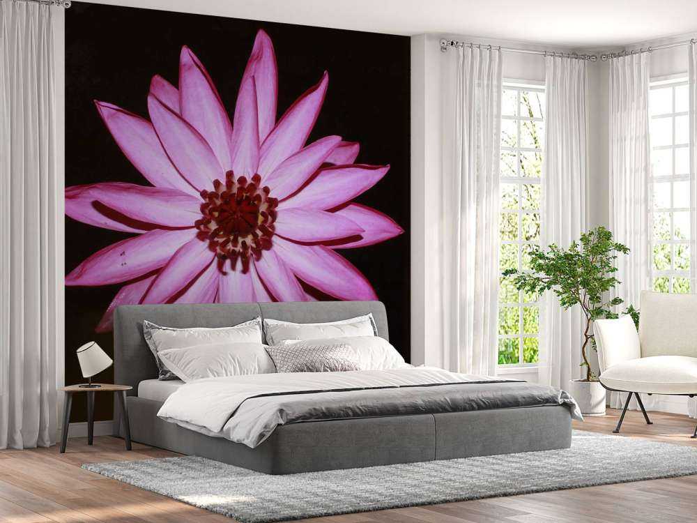 Flor de loto desde arriba