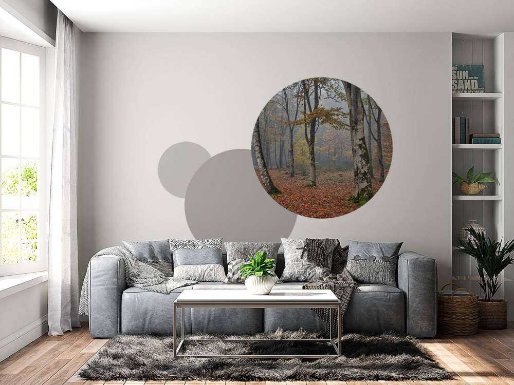 Bosque de abedules en otoño