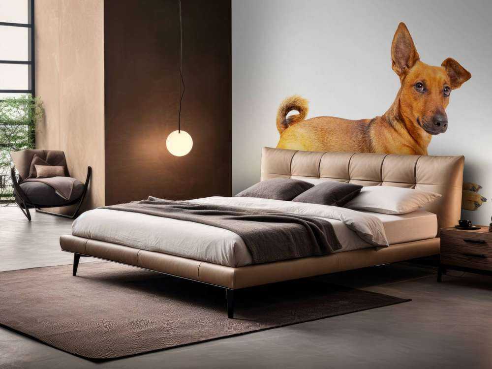 Lindo perro