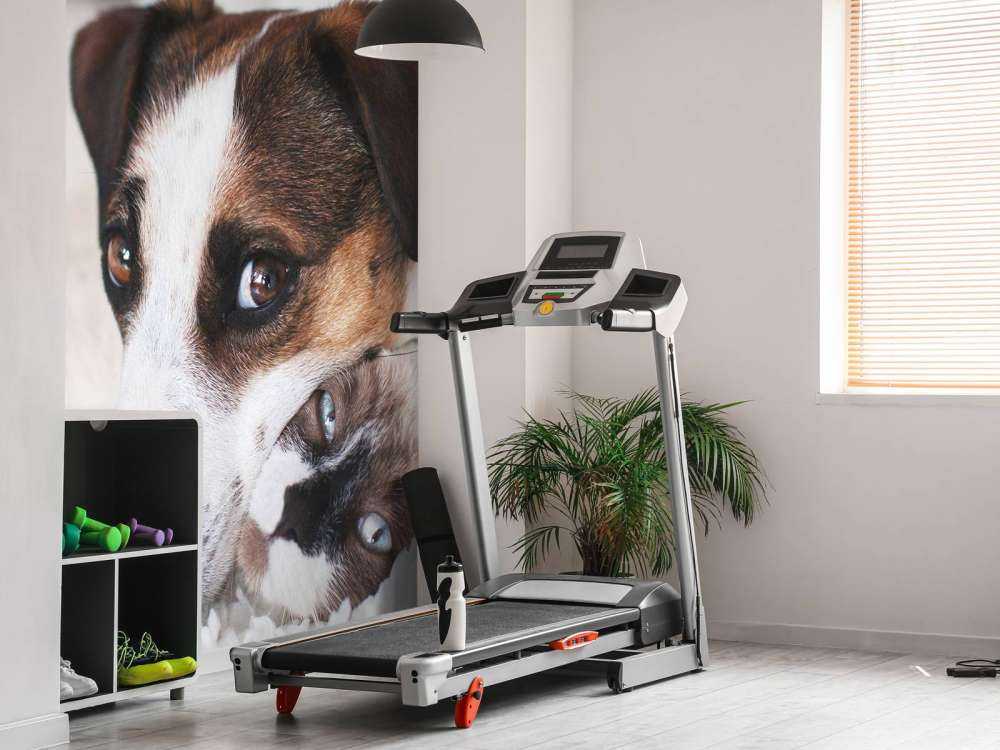 Perro y gato