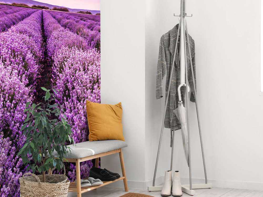 Arbustos de lavanda