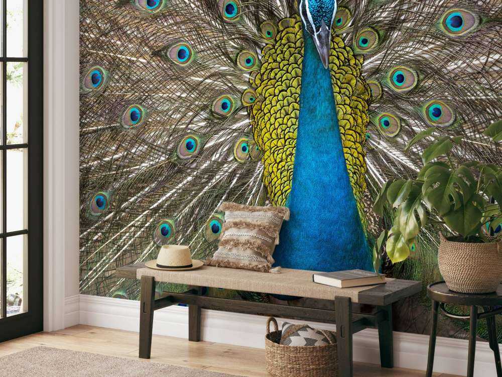 Pavo real con plumas exhibidas