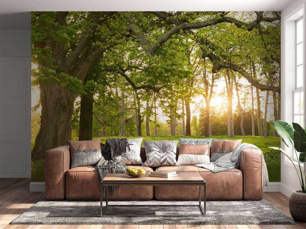 Espacio abierto en el bosque