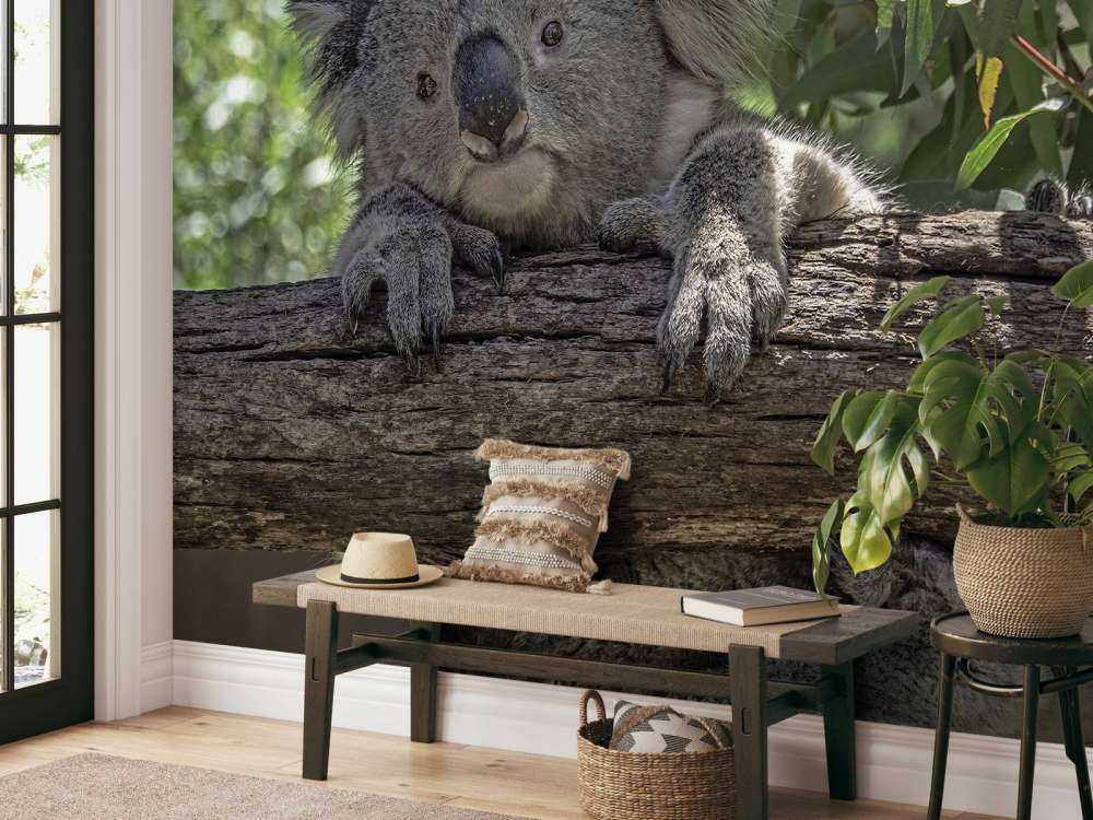 Lindo koala