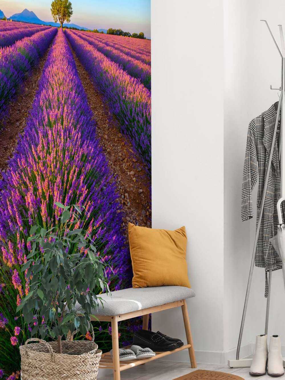 Lavanda a la luz del sol